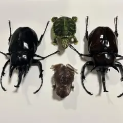 カブトムシ 5匹 標本 セット - メルカリ