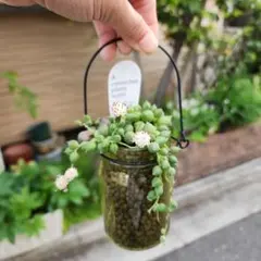 P.willinckii Nano dwarf spore 0507 - メルカリ