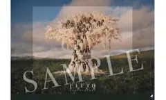 櫻坂46 ファンクラブ メモリアルブックレット ピクチャーチケット