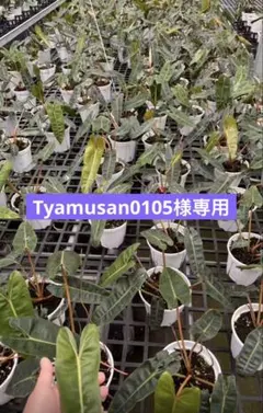 【Tyamusan0105様専用】のサムネイル