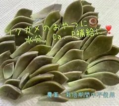 リクガメ　朧月　リーフ200枚