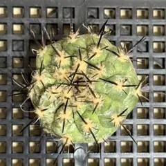 2026年最新】サボテンの人気アイテム - メルカリ