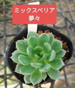 baron様 リクエスト 3点 まとめ商品