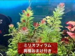 A.ホン様 リクエスト 4点 まとめ商品