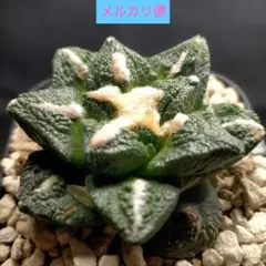 2026年最新】竜角牡丹の人気アイテム - メルカリ