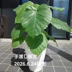 ウンベラータ③ 新芽あり 約60cm 写真随時更新のサムネイル