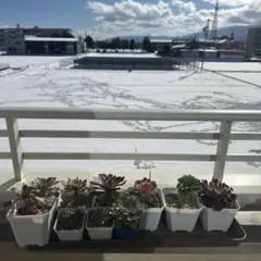 アエオニウム 多肉植物 セット