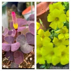 お祭り広場様 リクエスト 5点 まとめ商品