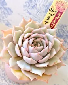 hooo_fami様 リクエスト 4点 まとめ商品