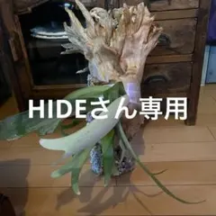 ビカクシダ コウモリラン ファイバー鉢 お皿付き - メルカリ