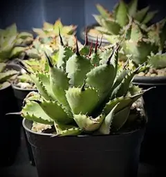 えいき様 リクエスト 2点 まとめ商品