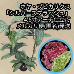ホヤ・シリアタ「ブラック・ホヤ」4.5寸アーチ仕立て メルカリ便(匿名