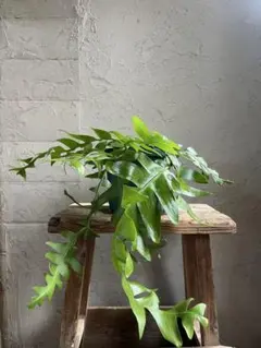 エピフィラム　クリソカルディウム　鉢付