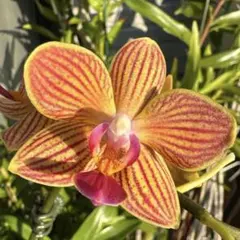 mamaぴゅん様 リクエスト 3点 まとめ商品