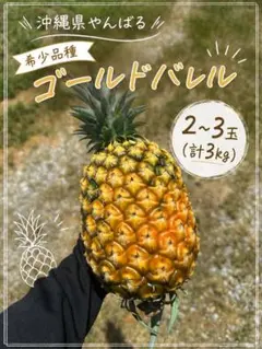 沖縄県産 希少 ゴールドバレル 6〜8玉（7kg） 【7/21〜7/27収穫
