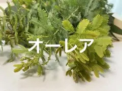 ミモザフレッシュ　蕾付きカット枝10本から15本ネコポスサイズ　ヤマト営業所発送