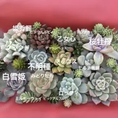 多肉植物 カット苗詰め合わせ セットＣ