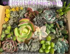 多肉植物 初心者様向け 育てやすいプチプラセット