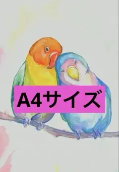 투명 수채화 작은 새 원본 사진 보라색 앵무새 단추 앵무새 손으로 그린 그림 새 A4
