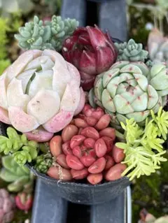 多肉植物カット苗セット［希望によりリメイク缶］ - メルカリ