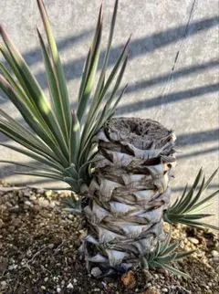 2025年最新】ユッカアロイフォリアの人気アイテム - メルカリ