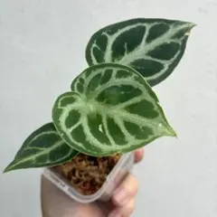 本日までセール❗️超希少❗️サイズ大❗️気根発根済アンスリウムドラヤキ新葉展開中✨️ 2025年最新】アンスリウム ドラヤキの人気アイテム - メルカリ