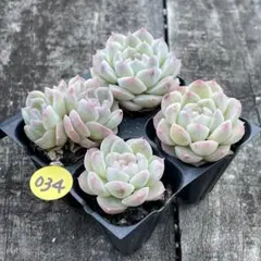 スティンキー＊様 リクエスト 2点 まとめ商品