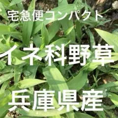 Item thumbnail for item 380d3df6-439b-494e-83e0-16974900ebd6