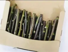 かじり木　DIY 自然栽培　農薬不使用