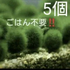 国産マリモ 約１cm 100個 癒しのマリモ無農薬 天然マリモ 約 2cm 1個 癒しのマリモ無農薬 - メルカリ