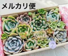 7 多肉植物　多肉弁当　詰め合わせ　寄せ植え　セット　カット苗　韓国苗　セダム
