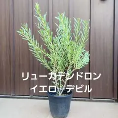 バンクシア レプトフィラ 7号ポット苗 オージープランツ ドライ