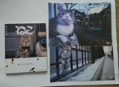 岩合光昭 写真集 ねこのサムネイル