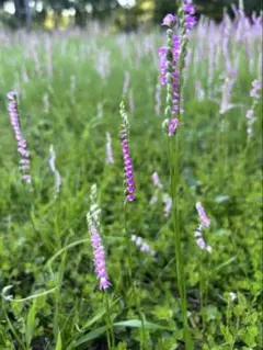 ねじ花／ねじり花　山野草　苗6,7本土付　１本増やしました！あと約2日で終わりのサムネイル