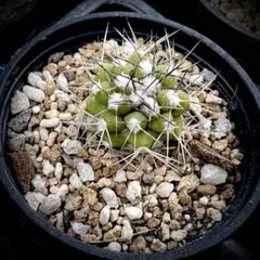 2026年最新】コピアポア デュラの人気アイテム - メルカリ