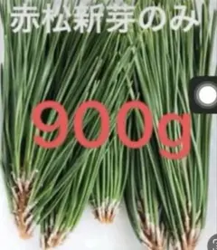 松の葉　野菜　松葉茶　枝付き赤松葉　野菜　野菜　岡山県産　即日発送　即購入可能のサムネイル