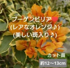 2026年最新】斑入りブーゲンビリアの人気アイテム - メルカリ