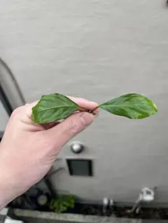陰性水草 Bucephalandra motleyana Padawan黒葉② - メルカリ