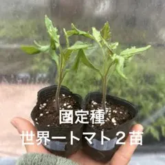 和〜Wa〜♪様 リクエスト 5点 まとめ商品