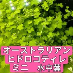オーストラリアンクローバーヒドロコティレミニ【水上葉】☘️50葉位