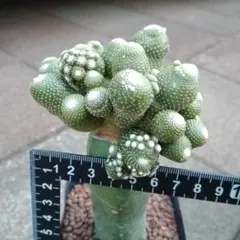 SORA♡今は購入専門です❤︎様 リクエスト 3点 まとめ商品