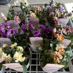 2025年最新】アイクルールの人気アイテム - メルカリ