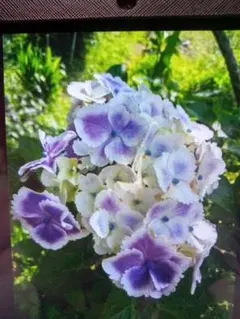 お庭ブーケ 切り花2束セット スモークツリー アジサイ 紫陽花 ユーカリ