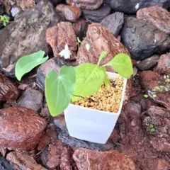 Anthurium AOS✖️RVDP斑入り - メルカリ