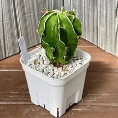 2025年最新】アストロフィツム 般若の人気アイテム - メルカリ