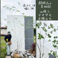 2026年最新】アオダモ 山採りの人気アイテム - メルカリ