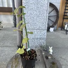 バラ苗　花菜様　確認用