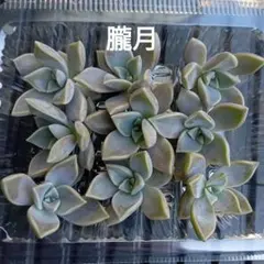 多肉植物 朧月(おぼろつき) カット苗 - メルカリ