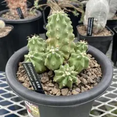 リンゼイ実生① エキノケレウス（検索）リンゼー 強刺 花サボテン