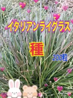 【ꕤ︎︎様専用】 イタリアンライグラス他２点種セット